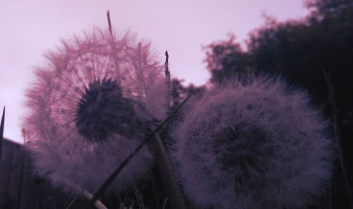 Close-up of flower against sky