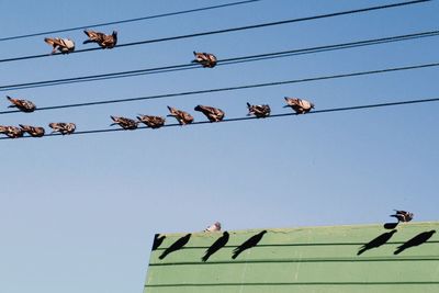 Low angle view of pigeon sitting on cable against clear sky