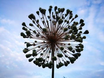 Low angle view of flower against sky