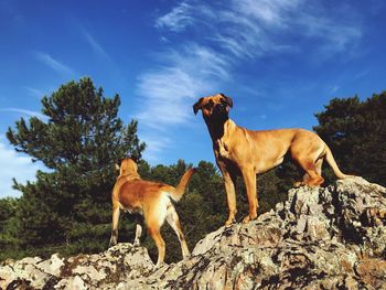 View of dogs on rock against sky