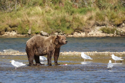 Alaskan brown bear standing in the riverbed, looking, seagulls around