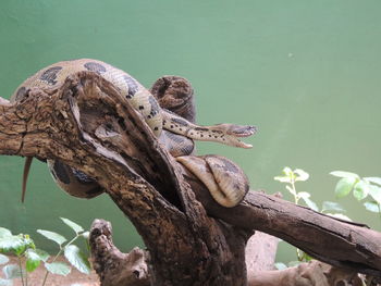 Snake on tree
