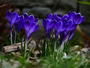 Close-up of purple crocus flowers