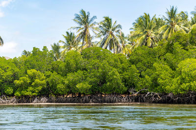 Mangroves with coconut palms in the mida creek reserve near watamu in kenya.