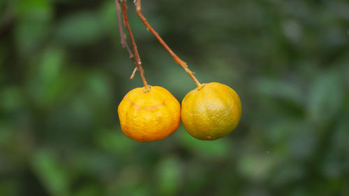 Close-up of oranges on tree