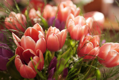 Close-up of red flowering plants