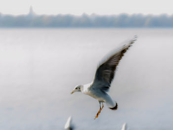 Close-up of seagull flying over lake