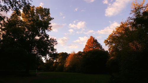 Trees in a park