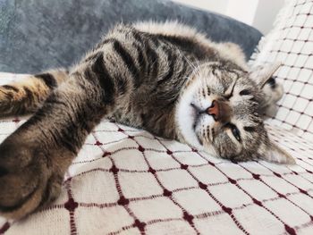 Cat sleeping on bed