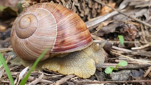 Close-up of snail on wood