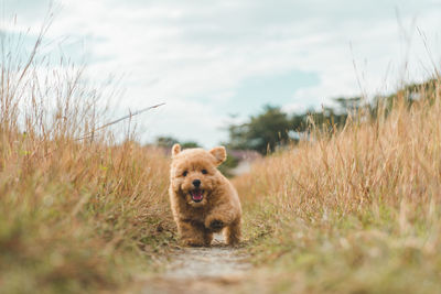 Portrait of dog running on field