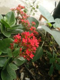 Close-up of pink flowering plant