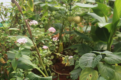 Close-up of flowering plant