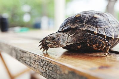 Close-up of a turtle