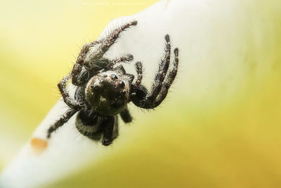 Close-up of spider