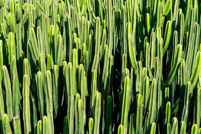 Full frame shot of succulent plants