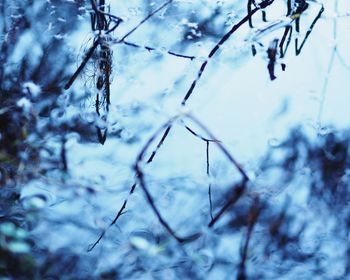 Close-up of frozen bare tree against sky