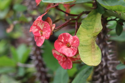 Close-up of red flowering plant