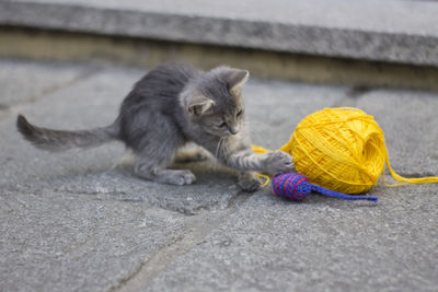 Cat on footpath