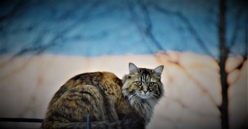 Close-up of tabby cat