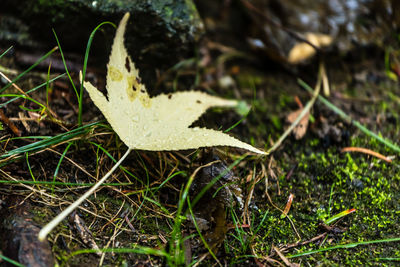 Close-up of grass growing on field