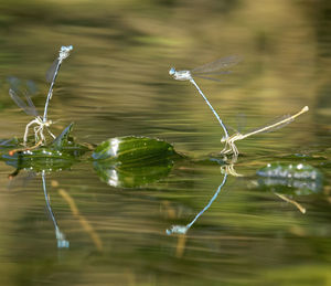 The white-legged damselfly mating on the river surface