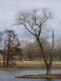 Bare trees against sky