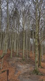 Bare trees in forest