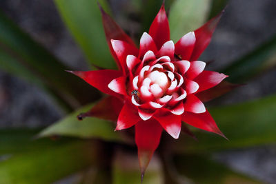 Red and white bromeliad flower with a convergent lady beetle called ladybug hippodamia convergens