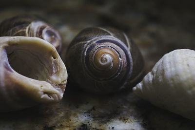 Close-up of shells