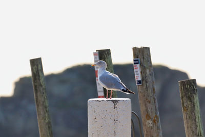 Seagull perching on wooden post