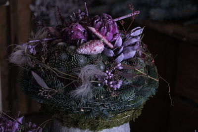 Close-up of purple flowering plant