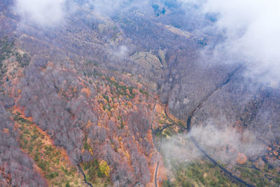 Scenic view of forest