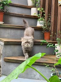 Cat on potted plant