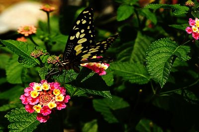 Close-up of butterfly on pink flower