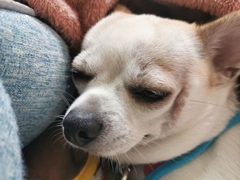 Close-up of dog looking away