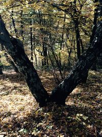 Bare trees in forest