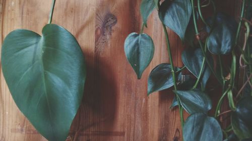 High angle view of leaves on table