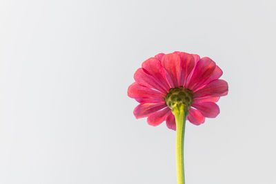 Close-up of pink flower against white background