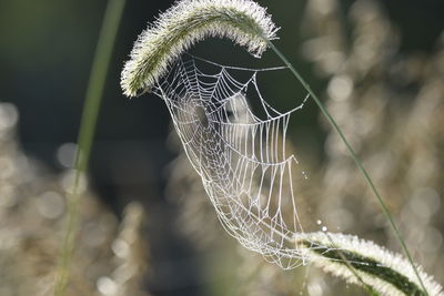 Close-up of spider web