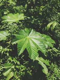 High angle view of leaves on tree