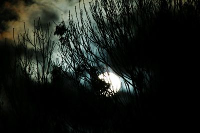 Silhouette trees against sky at sunset