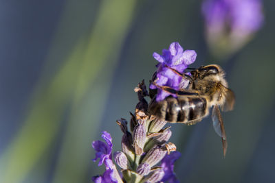 Close-up of bee pollinating on purple flower