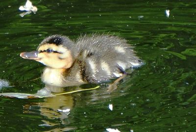 View of an animal in water