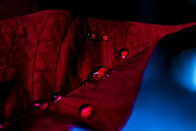 Close-up of water drops on red leaf