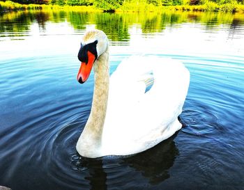 Swan swimming in a lake