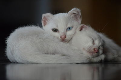 Close-up portrait of white cat