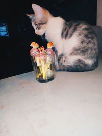 Cat sitting on table at home