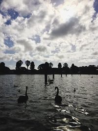 Silhouette of ducks swimming in lake