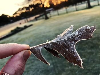 Close-up of hand holding leaf